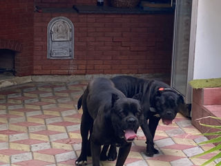 Cane Corso 2,5 luni foto 10