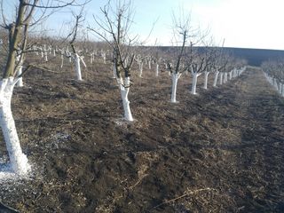 Ofer servicii în agricultură, întrebați - o bandă largă de servicii