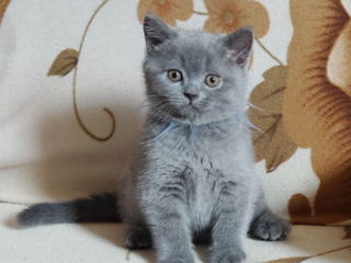 Шотландские котята Scottish fold foto 6