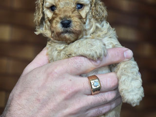 Toy Poodle foto 7