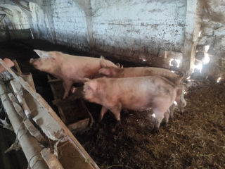 Porc#porci#свиньи foto 2