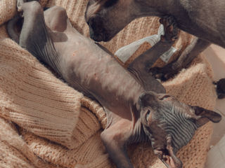 Spre vânzare aceste pisicuțe Sphynx foto 3