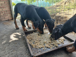 Dobermani: 2 Fetițe !! Urgent!