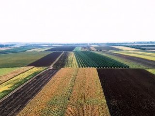 Cumpar pamint agricol sau eu in arenda foto 1