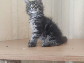 Main coon foto 2