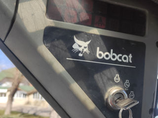 Bobcat foto 4