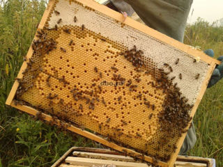 Продаю пчелосемьи и отводки с молодыми матками.Пчелопавильон на 92 семьи-15000 Евро