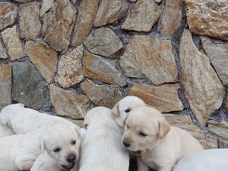 Vindem cățeluși Labrador! foto 8