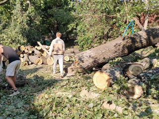 Taierea/defrisarea/aranjarea copacilor, amenajarea coroanei! Avem in dotare mașini Autoturn! foto 10