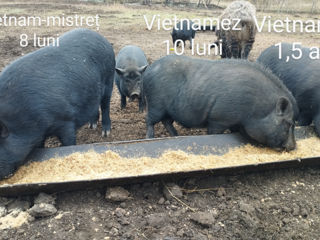 Vietnamez-mistreț foto 2