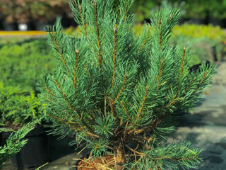 Pinus foto 5