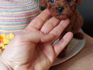 Mini toy poodle foto 3