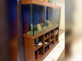 Срочно аквариум (400 литров) с тумбой foto 2