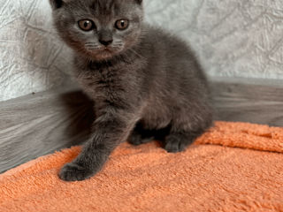 Urgent Scottish fold, Scottish Straight, color point