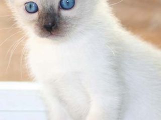 Тайских котят, Бронь,8 марта родились.