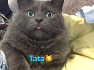 Daruiesc pisicuta dragalasa si jucausa