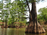 Таксодиум (taxodium) foto 7