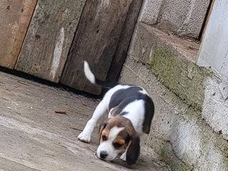 Vând căței de rasă beagle vaccinați cu pașaport