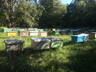 Vînzare albini - familii bune cu/sau fără stupi. Începătorilor oferim consultări!!! foto 4