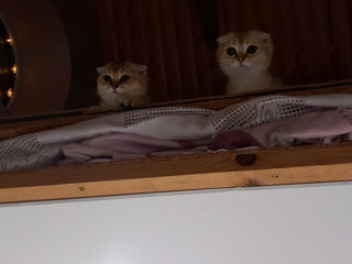 Scottish fold foto 2