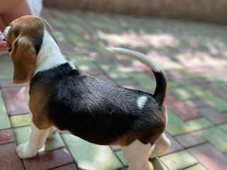 Beagle de vînzare foto 10