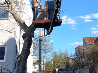 Servicii tualetare copaci, arbusti! foto 2