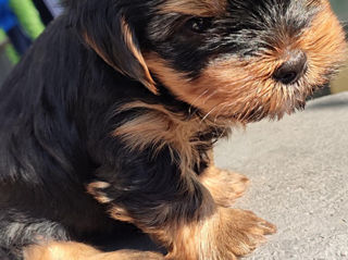 Vând căței Yorkshire terrier