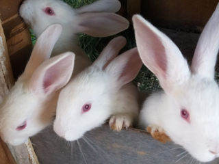Продам кроликов foto 4