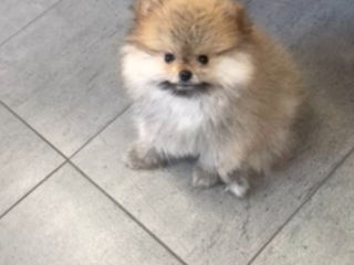 Pomeranian spitz foto 3