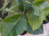 Магнолия Суланжа (Magnolia soulangeana) foto 5