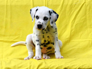 Dalmatian de calitate Lux !!! Livrare