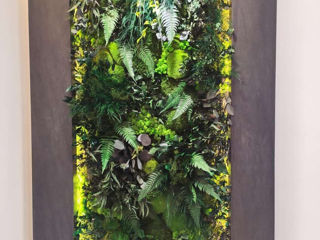 Стабилизированный мох, фитостены из мха Muschi decorativ, Licheni foto 5