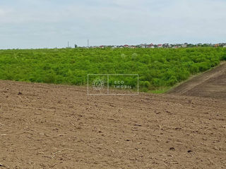 Vânzare, teren agricol, mun. Chișinău, com. Cruzești, 4.88 ha, 366900 euro foto 7