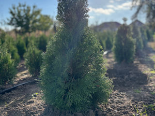 Thuja Smaragd ! foto 3