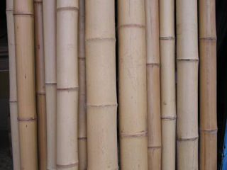 Бамбук Bambus Haragi foto 5