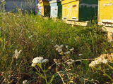 Se vind familii de albine carpatine cu sau fara stupi .Pret 1800 lei cu stup . foto 3
