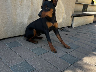 Zwergpinscher foto 4