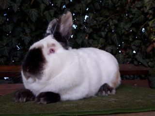 Iepuri Californieni foto 2