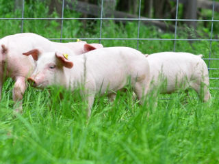 Vând porc, crescut la stână foto 1