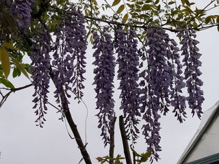 Глицинию Блю Мун. Wisteria – Вистерия. foto 2