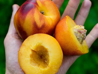 Pomi fructiferi Zaim foto 2