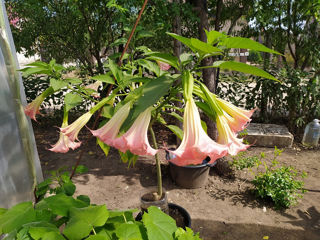 Бругмансия ароматная.( Brugmansia suaveolens) Труба ангела.(Граммофон цветок) Бругмансия душистая.. foto 4