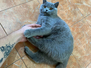 Dăruiesc pisică British Shorthair