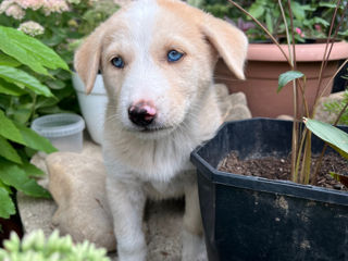 Preț simbolic ! Mama Akita inu .