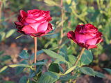 Vind trandafiri. avem peste 50 de sorturi. cultivam si plante decorative vesnic verzi . foto 7
