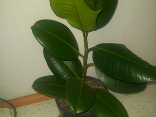 Vînd ficus . foto 2