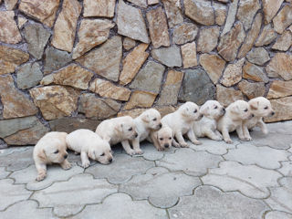 Vindem cățeluși Labrador! foto 2