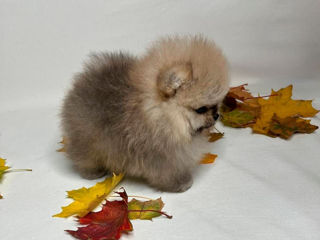 Mini Toy Spitz Pomeranian