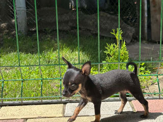 Toy terrier foto 6