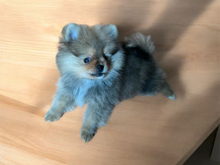 Pomeranian foto 2